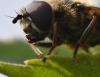 Cheilosia sp.